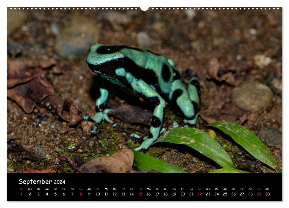 Frösche & Kröten Costa Rica (CALVENDO Wandkalender 2024)