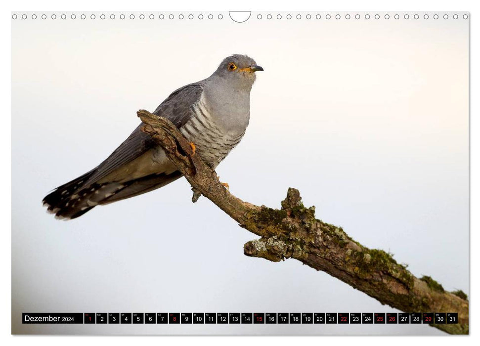 Der Kuckuck (CALVENDO Wandkalender 2024)