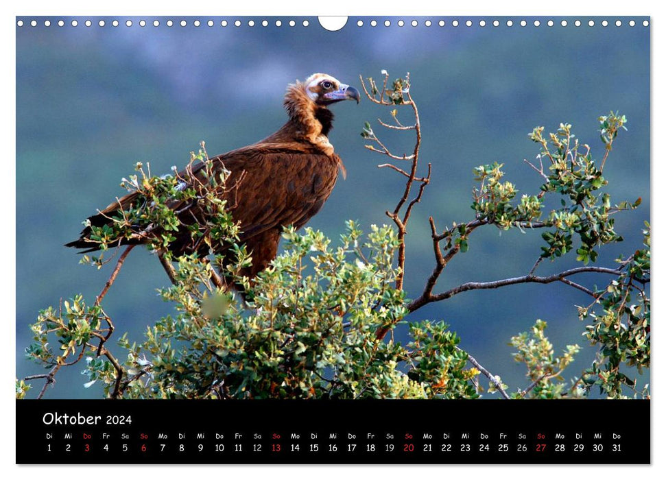 Parmi les vautours à Majorque : un projet de la fondation pour la conservation de la nature Vida Silvestre Mediterránea (calendrier mural CALVENDO 2024) 