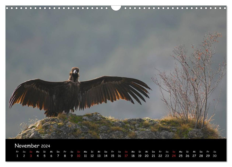 Parmi les vautours à Majorque : un projet de la fondation pour la conservation de la nature Vida Silvestre Mediterránea (calendrier mural CALVENDO 2024) 