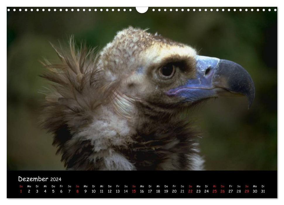 Parmi les vautours à Majorque : un projet de la fondation pour la conservation de la nature Vida Silvestre Mediterránea (calendrier mural CALVENDO 2024) 