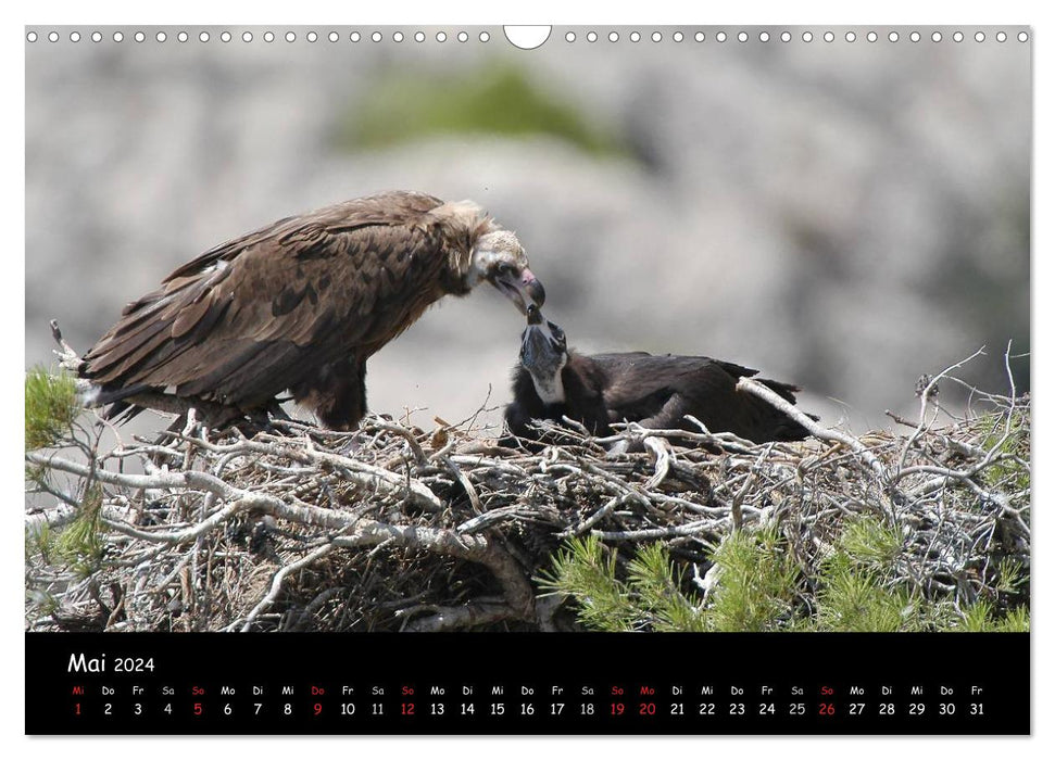 Parmi les vautours à Majorque : un projet de la fondation pour la conservation de la nature Vida Silvestre Mediterránea (calendrier mural CALVENDO 2024) 