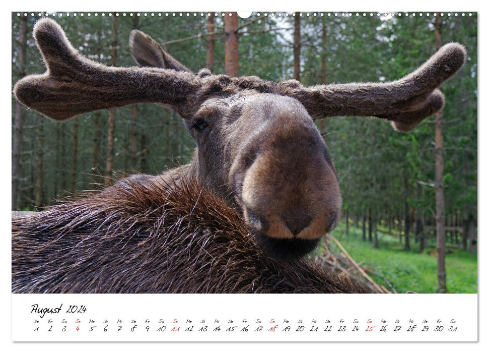 Schwedens Vielfalt (CALVENDO Premium Wandkalender 2024)