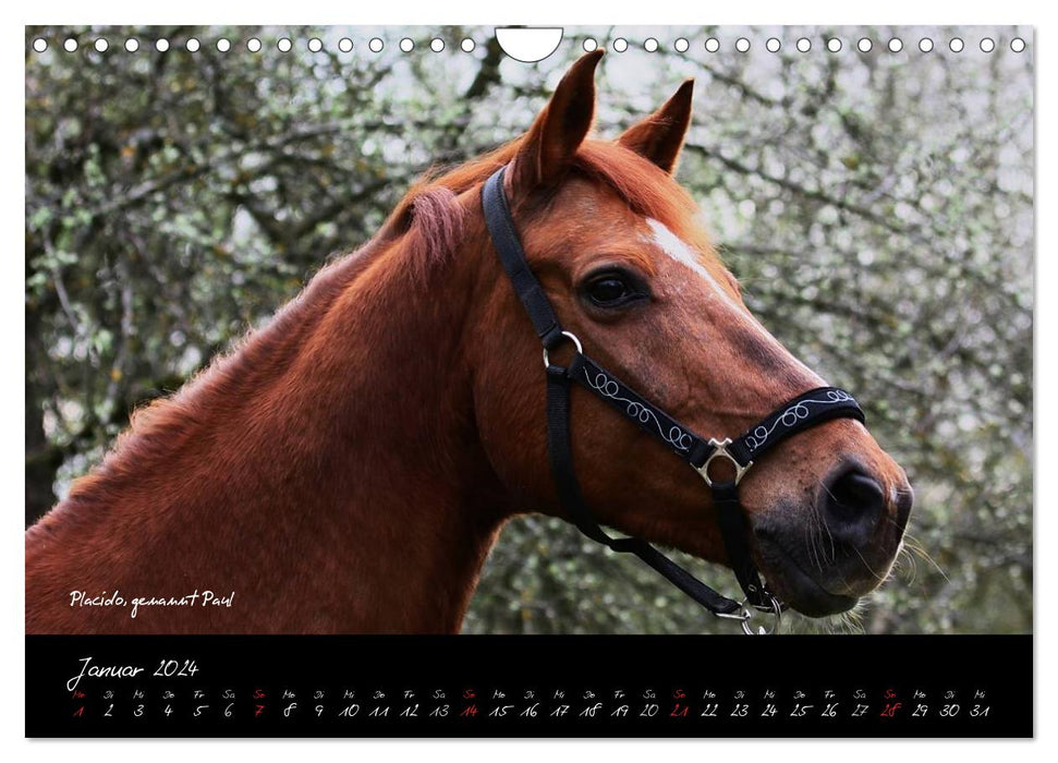 Pferde - wundervolle Geschöpfe (CALVENDO Wandkalender 2024)
