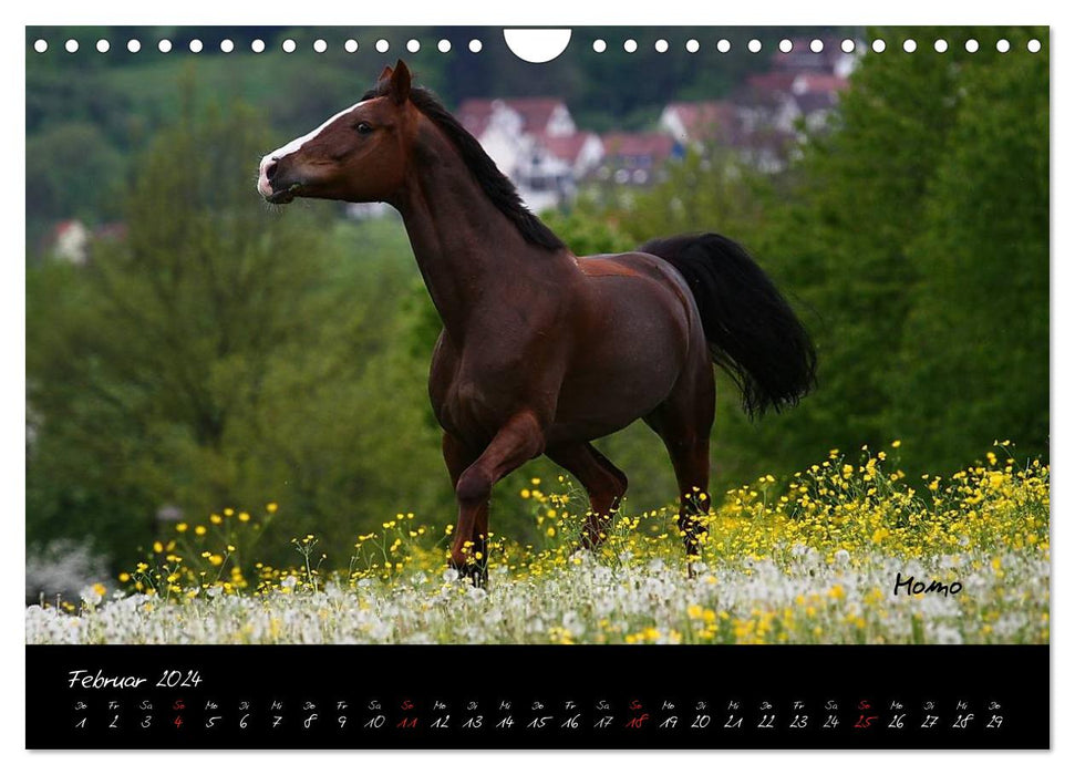 Chevaux - créatures merveilleuses (calendrier mural CALVENDO 2024) 