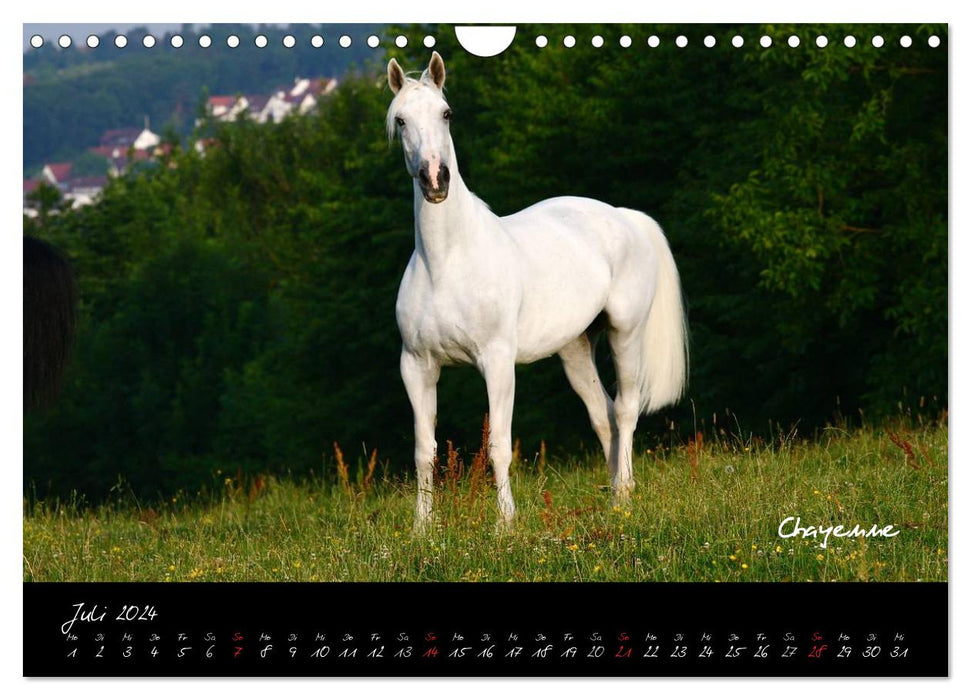 Pferde - wundervolle Geschöpfe (CALVENDO Wandkalender 2024)