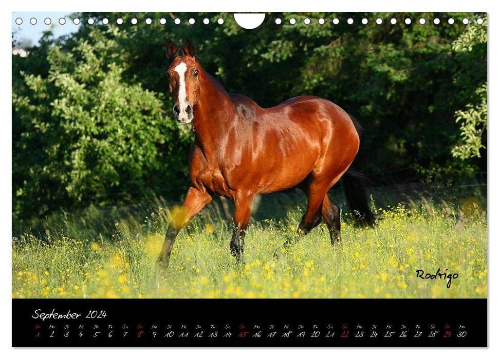 Chevaux - créatures merveilleuses (calendrier mural CALVENDO 2024) 