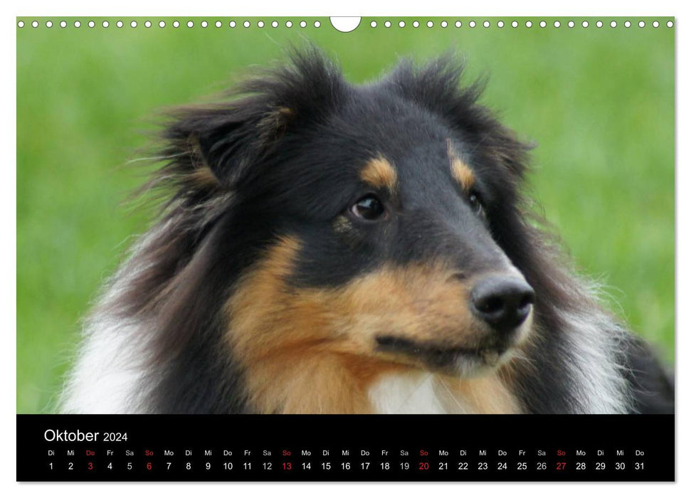 Die Welt der Haustiere (CALVENDO Wandkalender 2024)