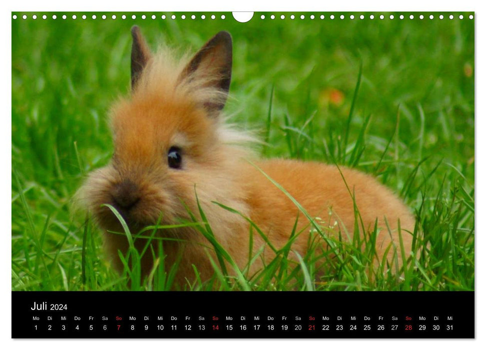 Le monde des animaux de compagnie (Calendrier mural CALVENDO 2024) 