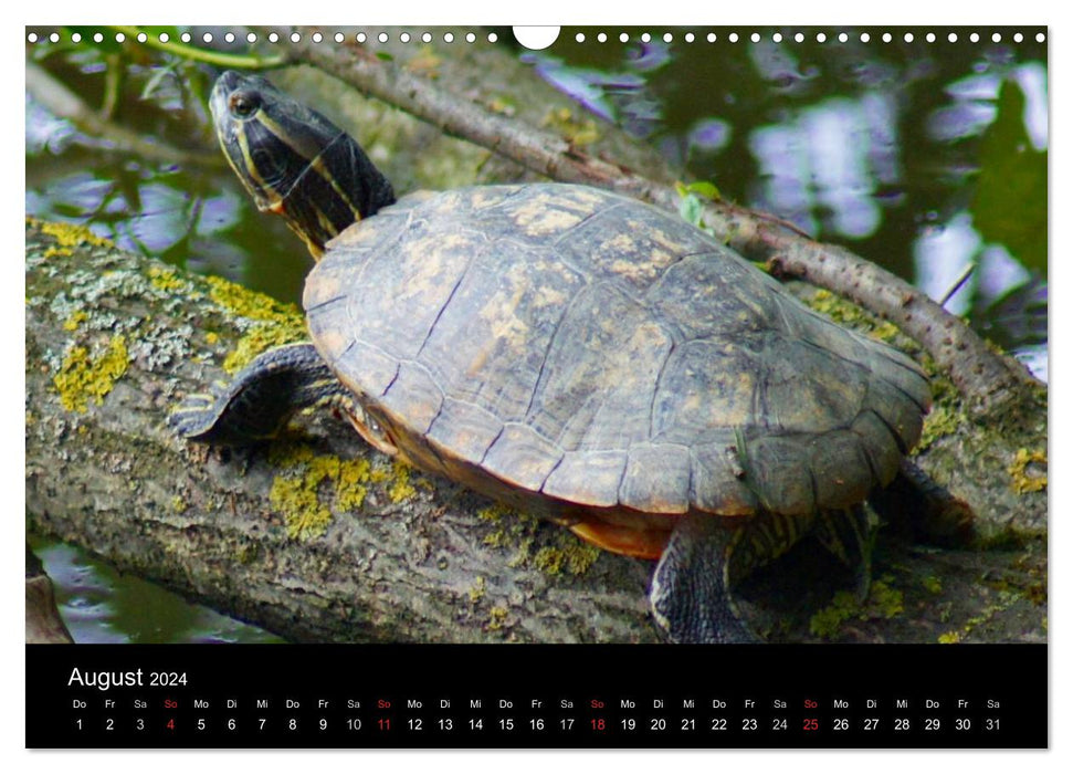 Le monde des animaux de compagnie (Calendrier mural CALVENDO 2024) 