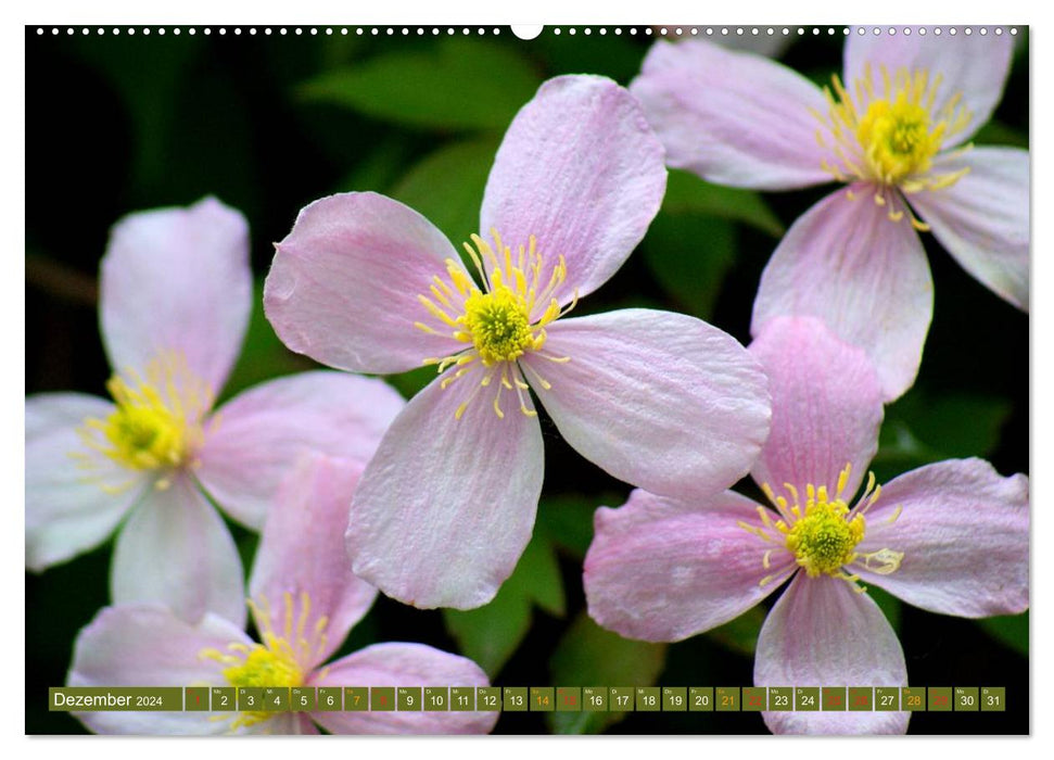 Blühende Schönheiten 2024 (CALVENDO Premium Wandkalender 2024)