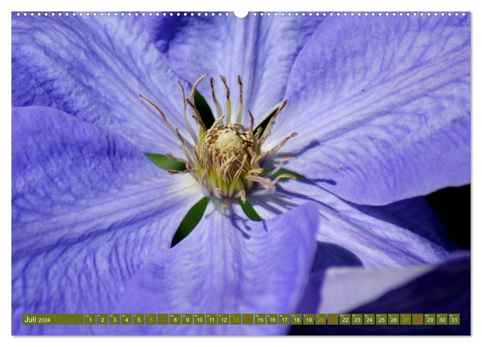 Blühende Schönheiten 2024 (CALVENDO Premium Wandkalender 2024)
