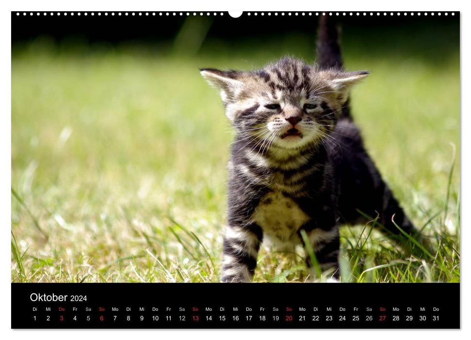 Katzen & Hunde (CALVENDO Wandkalender 2024)