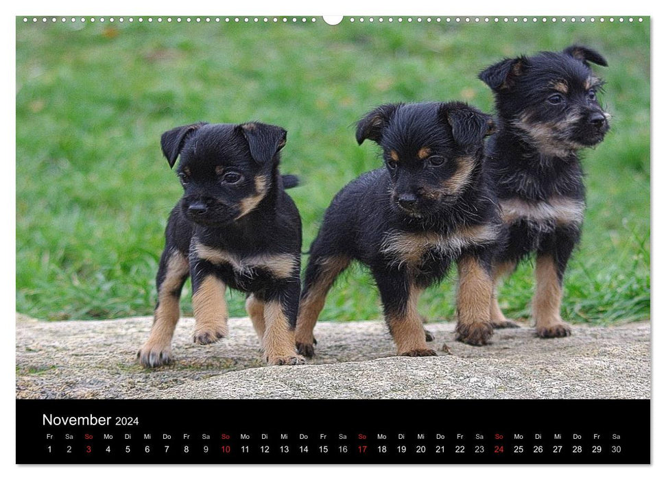 Katzen & Hunde (CALVENDO Wandkalender 2024)