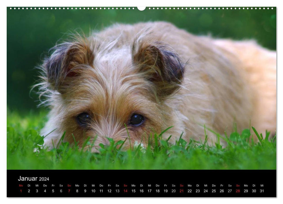 Katzen & Hunde (CALVENDO Wandkalender 2024)