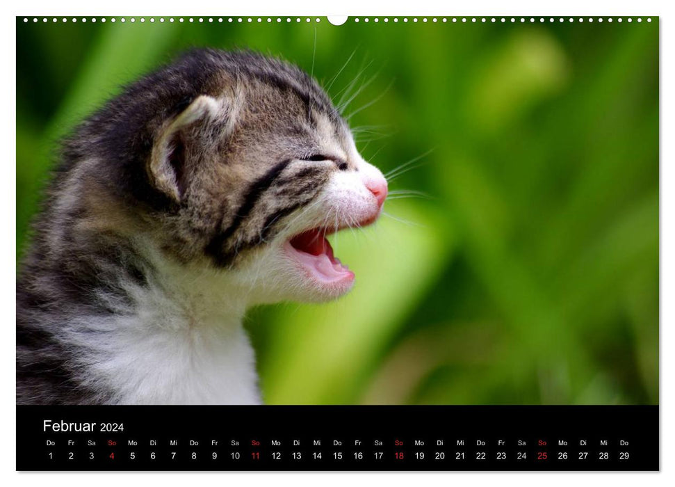 Katzen & Hunde (CALVENDO Wandkalender 2024)