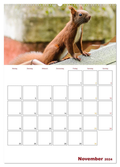 Planificateur écureuil 2024 (calendrier mural CALVENDO Premium 2024) 