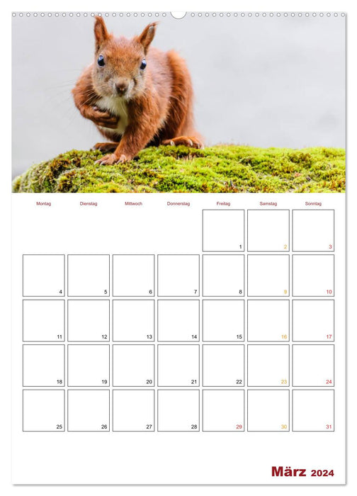 Eichhörnchen Planer 2024 (CALVENDO Premium Wandkalender 2024)