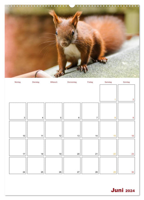 Eichhörnchen Planer 2024 (CALVENDO Premium Wandkalender 2024)