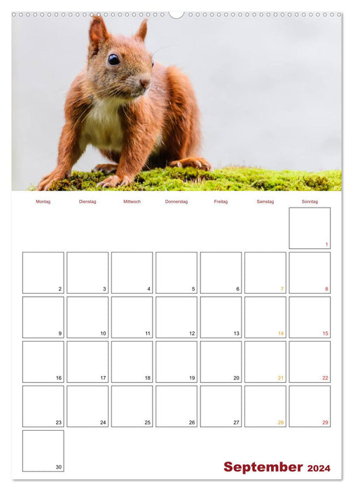 Planificateur écureuil 2024 (calendrier mural CALVENDO Premium 2024) 