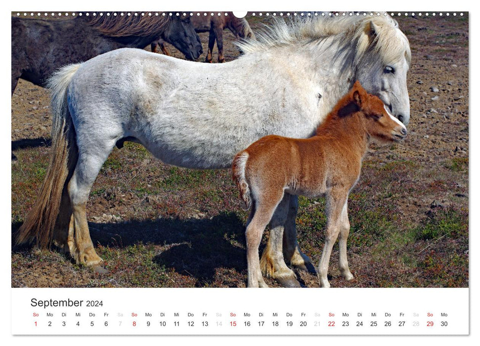 Island - Zauber des Nordens (CALVENDO Wandkalender 2024)