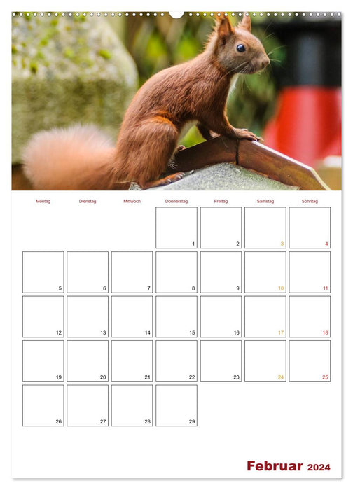 Eichhörnchen Planer 2024 (CALVENDO Wandkalender 2024)