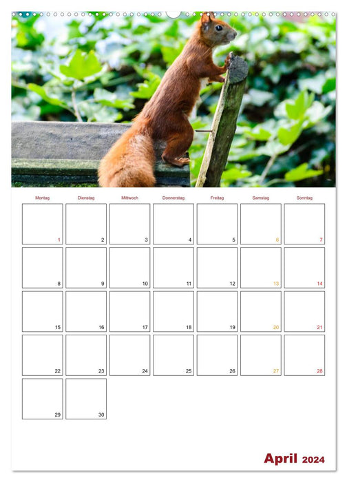 Planificateur écureuil 2024 (calendrier mural CALVENDO 2024) 