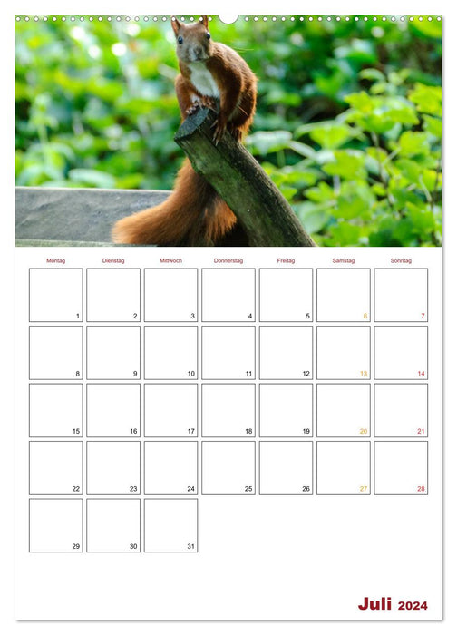 Planificateur écureuil 2024 (calendrier mural CALVENDO 2024) 