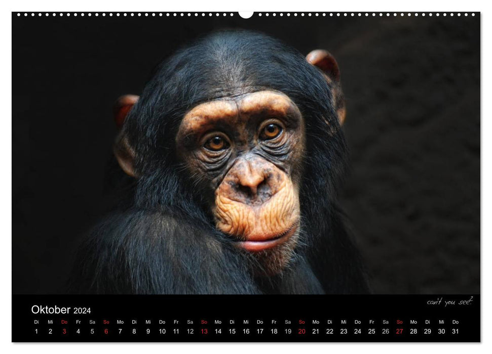 Tierisches (CALVENDO Premium Wandkalender 2024)