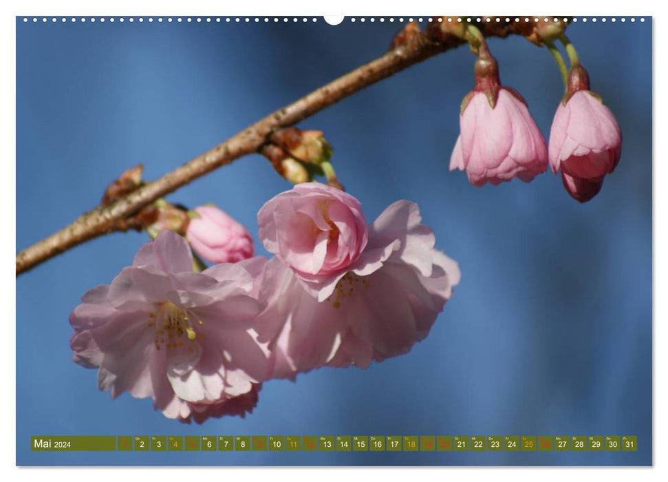 Blühende Schönheiten 2024 (CALVENDO Wandkalender 2024)