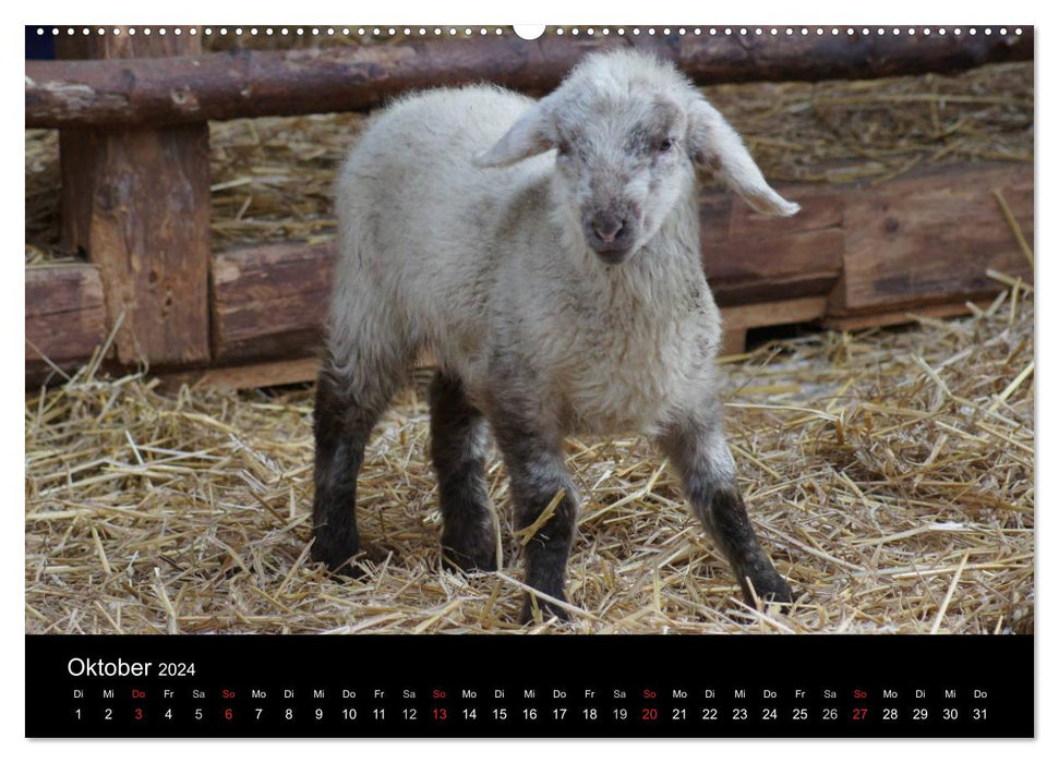 Das Leben der Schafe (CALVENDO Premium Wandkalender 2024)