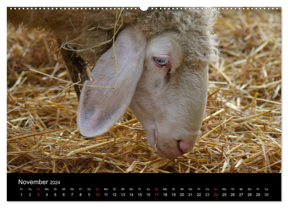 La vie du mouton (Calvendo Premium Wall Calendar 2024) 