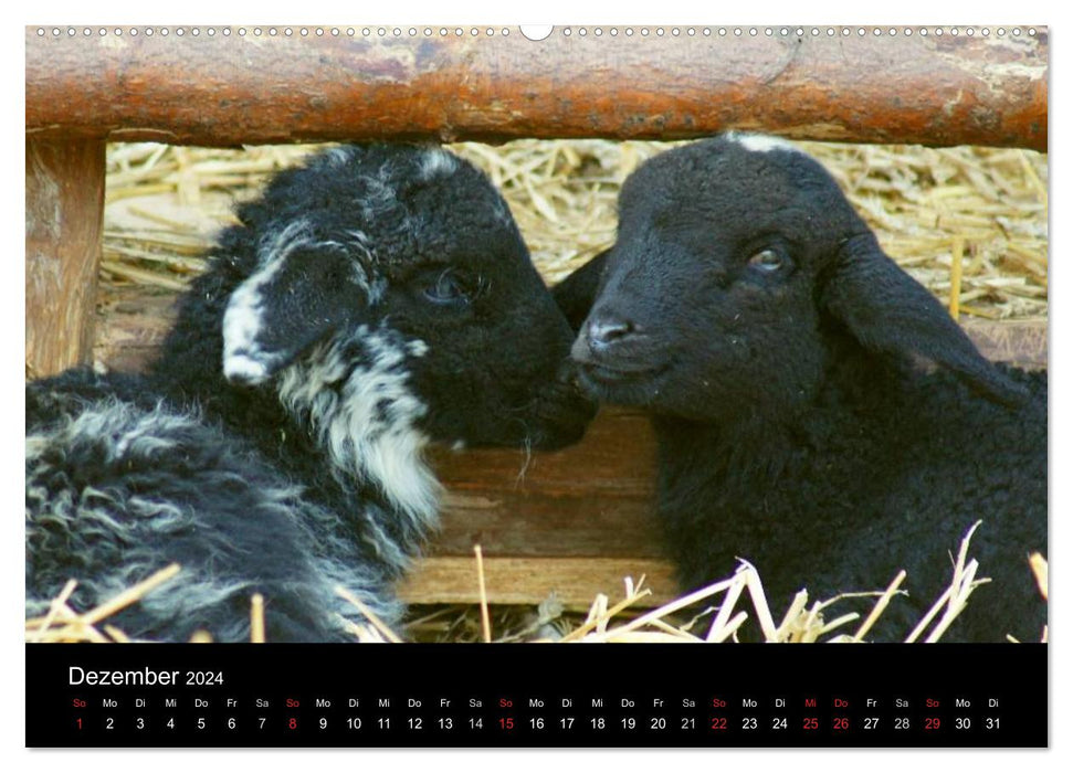 La vie du mouton (Calvendo Premium Wall Calendar 2024) 