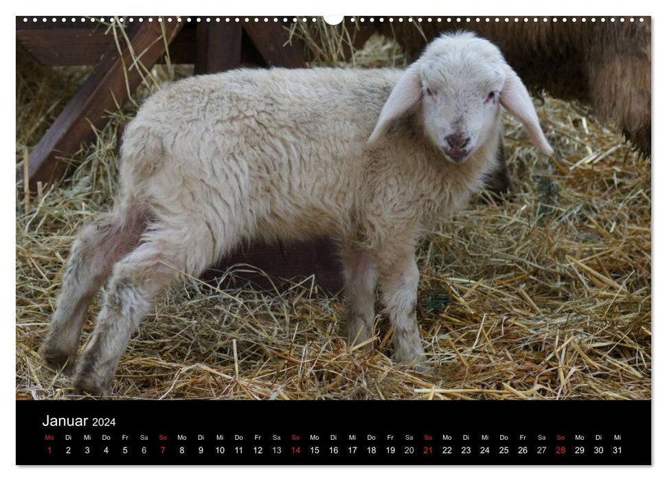 Das Leben der Schafe (CALVENDO Premium Wandkalender 2024)