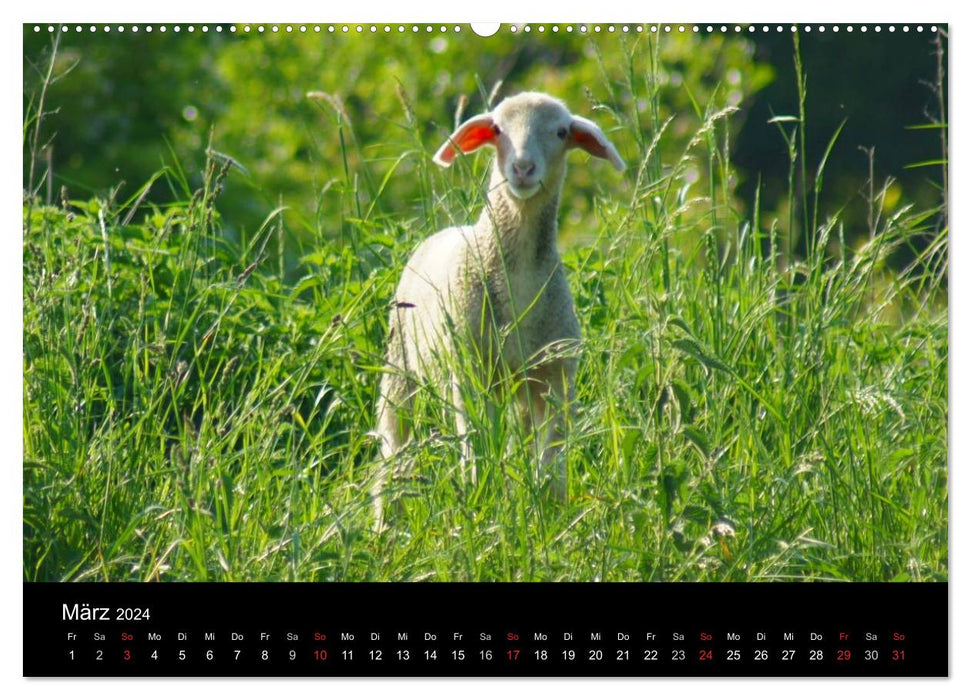 La vie du mouton (Calvendo Premium Wall Calendar 2024) 