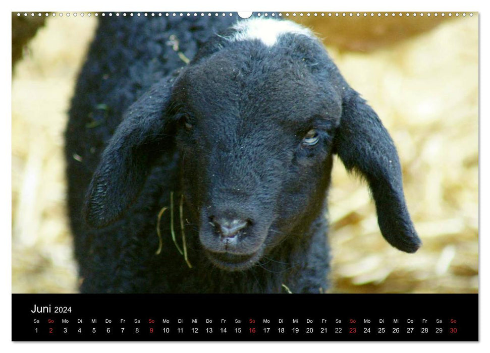 La vie du mouton (Calvendo Premium Wall Calendar 2024) 