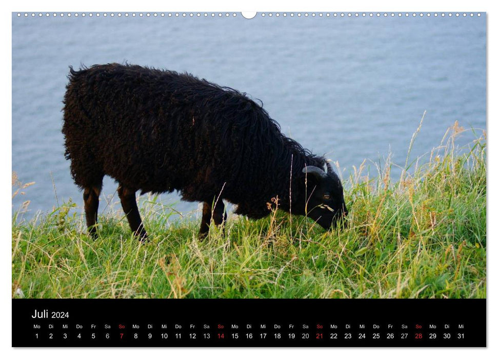 La vie du mouton (Calvendo Premium Wall Calendar 2024) 