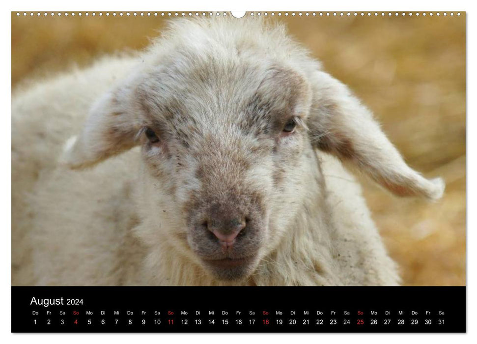 La vie du mouton (Calvendo Premium Wall Calendar 2024) 
