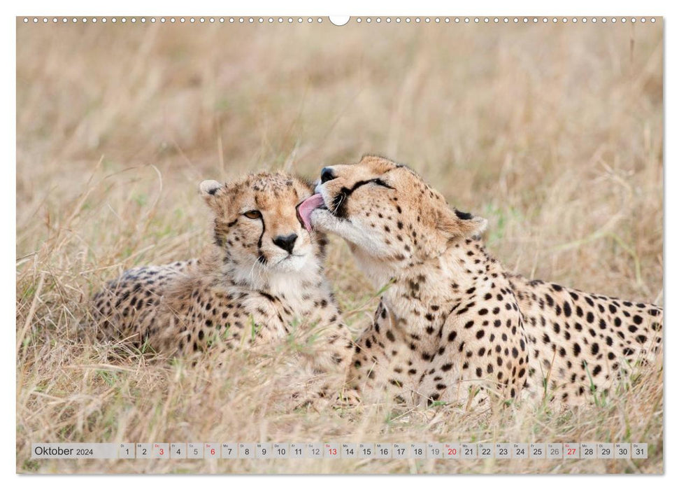 Emotionale Momente: Geparden (CALVENDO Premium Wandkalender 2024)