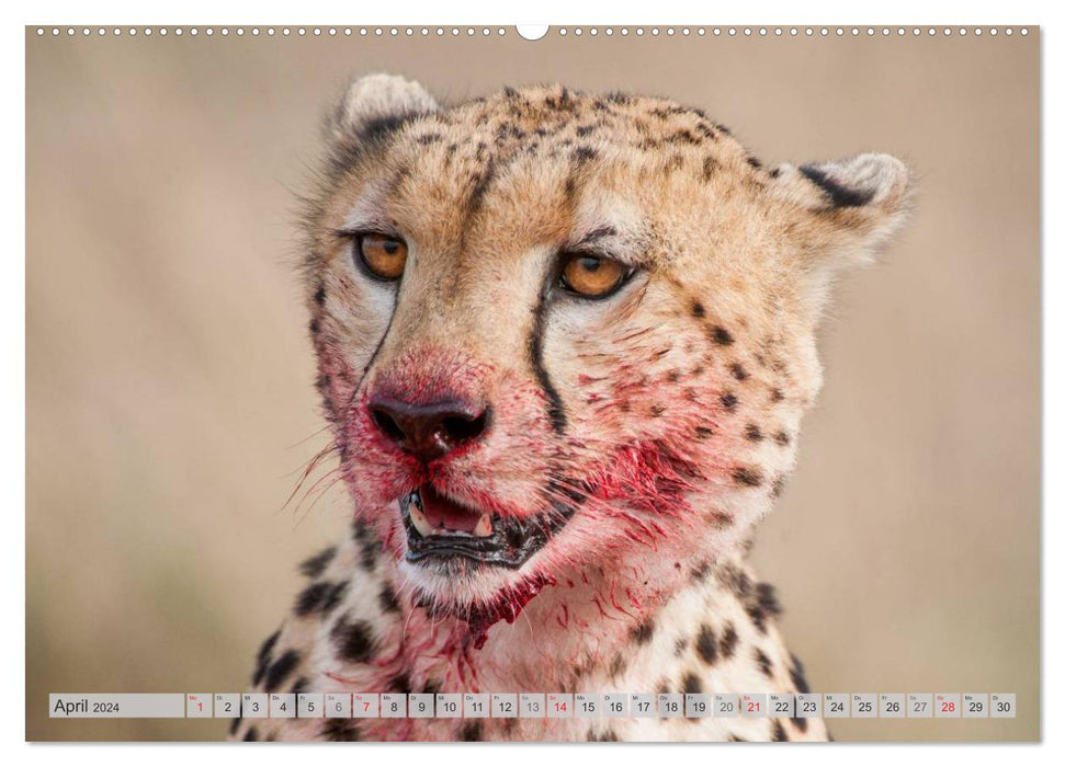 Emotionale Momente: Geparden (CALVENDO Premium Wandkalender 2024)