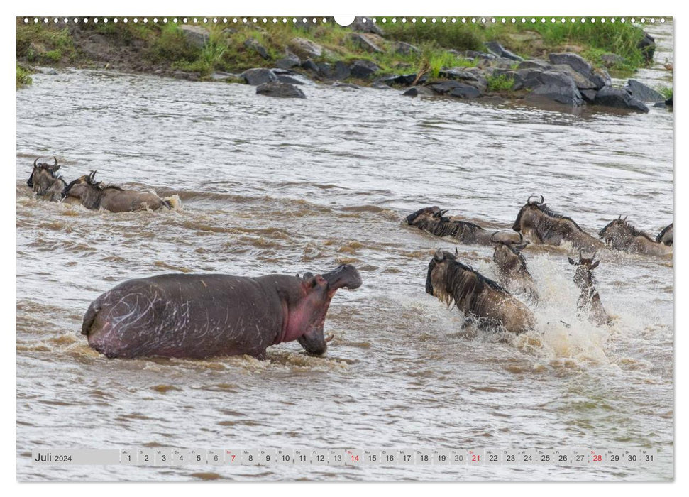 Moments d'émotion : les hippopotames de près (Calendrier mural CALVENDO Premium 2024) 