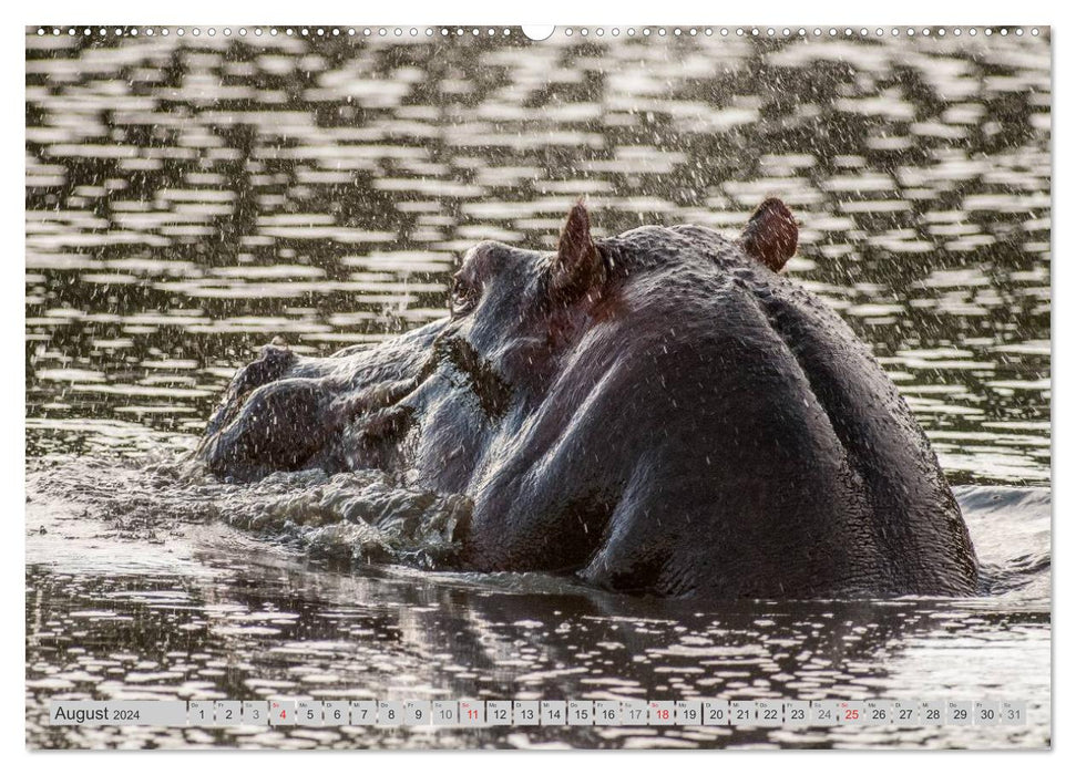 Moments d'émotion : les hippopotames de près (Calendrier mural CALVENDO Premium 2024) 