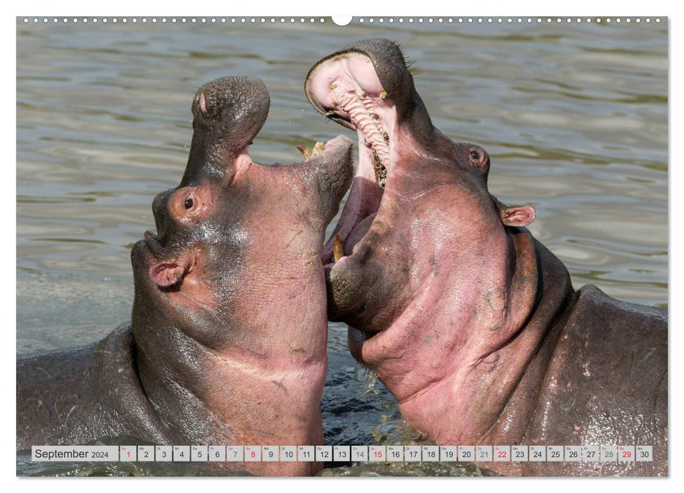Emotionale Momente: Nilpferde hautnah (CALVENDO Premium Wandkalender 2024)