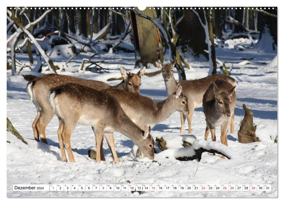 Heimische Tiere (CALVENDO Premium Wandkalender 2024)