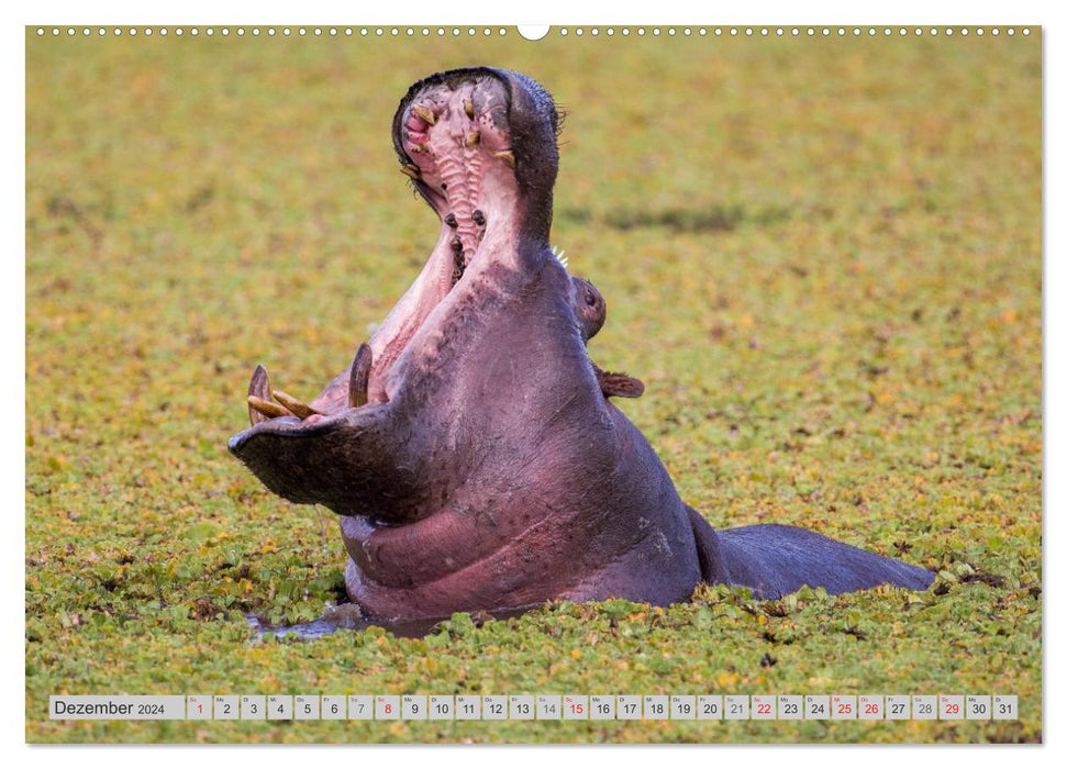 Emotionale Momente: Nilpferde hautnah (CALVENDO Wandkalender 2024)