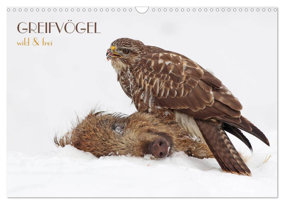 GREIFVÖGEL wild & frei (CALVENDO Wandkalender 2024)