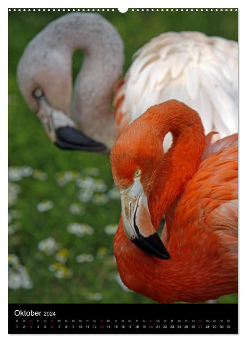 Flamingos - Eleganz in Rot und Rosa (CALVENDO Premium Wandkalender 2024)
