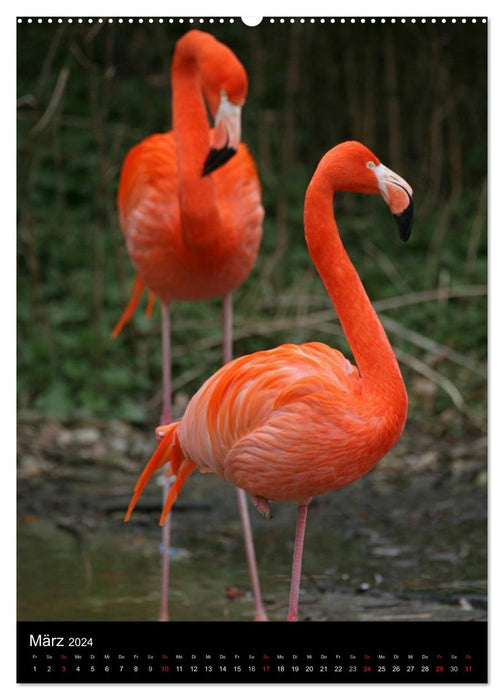 Flamingos - Eleganz in Rot und Rosa (CALVENDO Premium Wandkalender 2024)