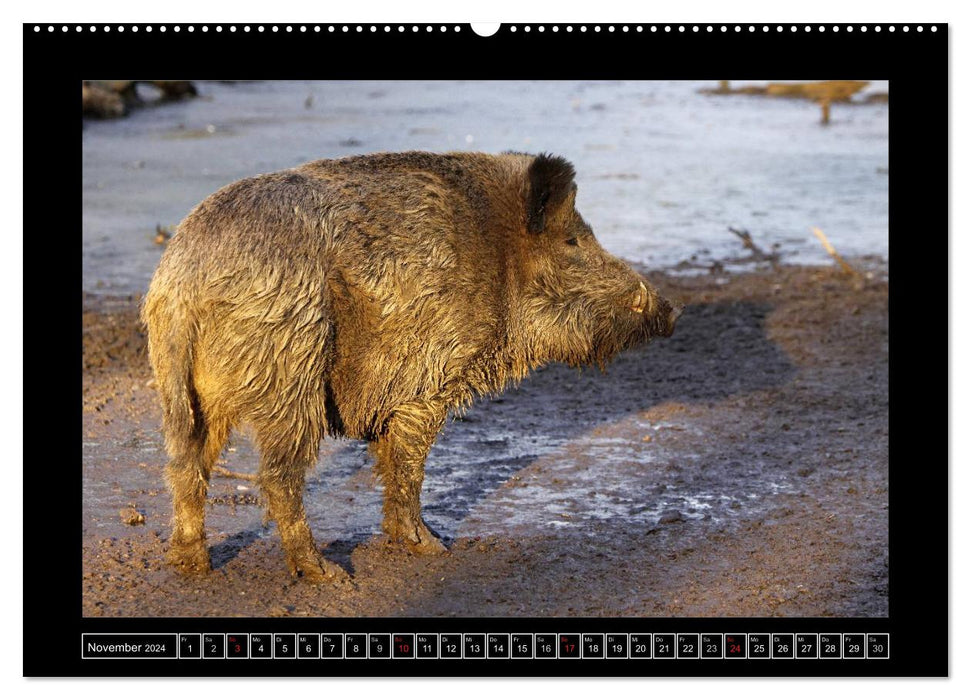 Wildschweine (CALVENDO Wandkalender 2024)