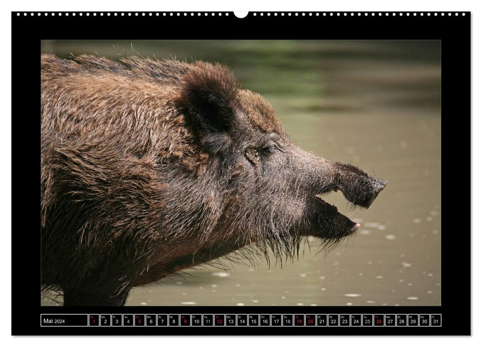 Wildschweine (CALVENDO Wandkalender 2024)